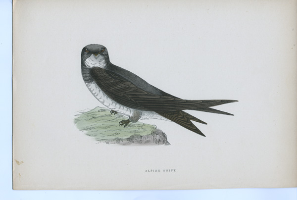 Antique bird prints by F.O. Morris 
